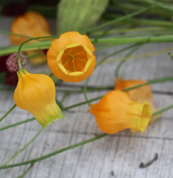 Sandersonia Aurantiaca Seeds