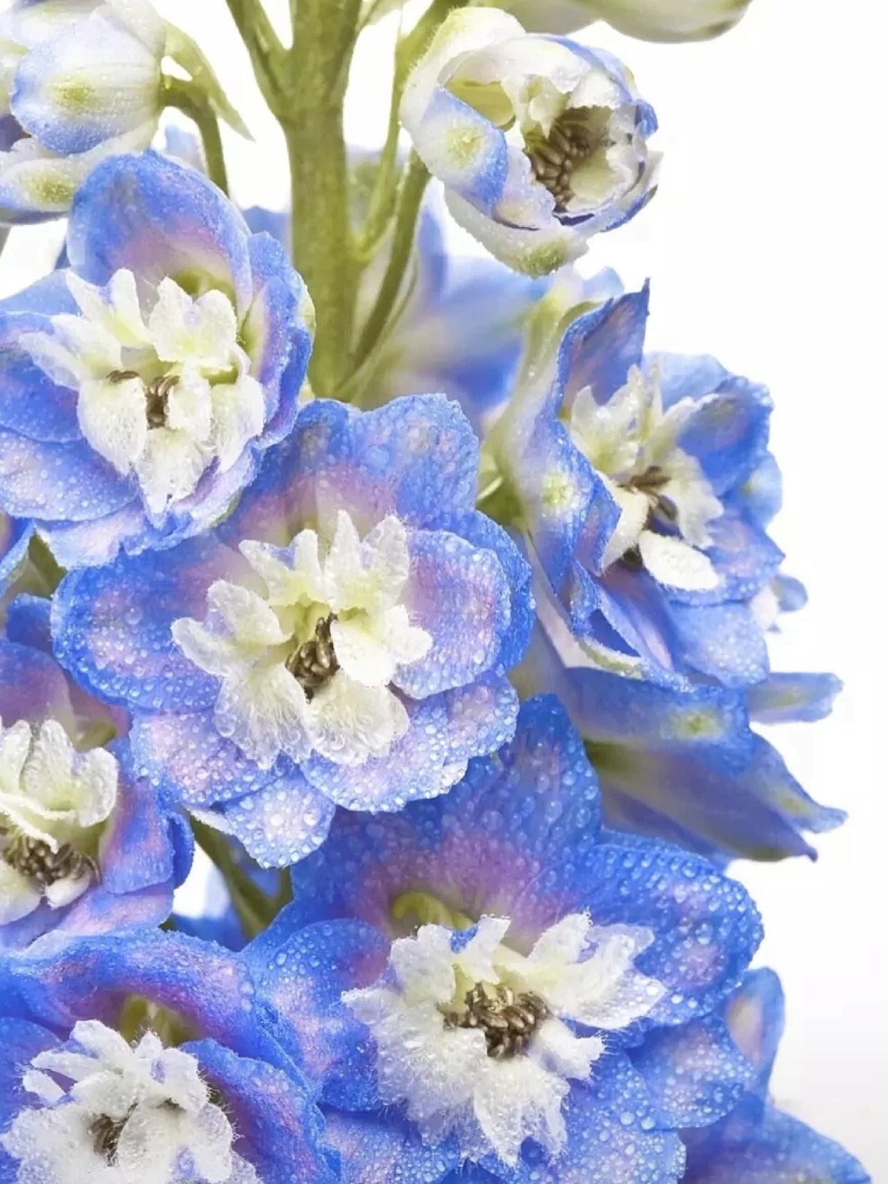Delphinium Seeds-Mixed 7 Colors