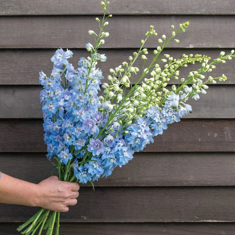 40 Seeds Baby Blue Larkspur Seeds