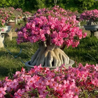 🎁Desert Rose Bulbs🌵Super easy care! 🌸 Adenium Obesum Bulbs