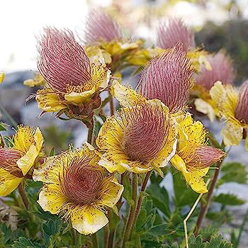 Prairie Smoke Flower Seeds