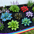 Muticolor Hosta Seeds-Perennial Shade Plant for Garden and Yard Plant🌈God's Artistic Canvas