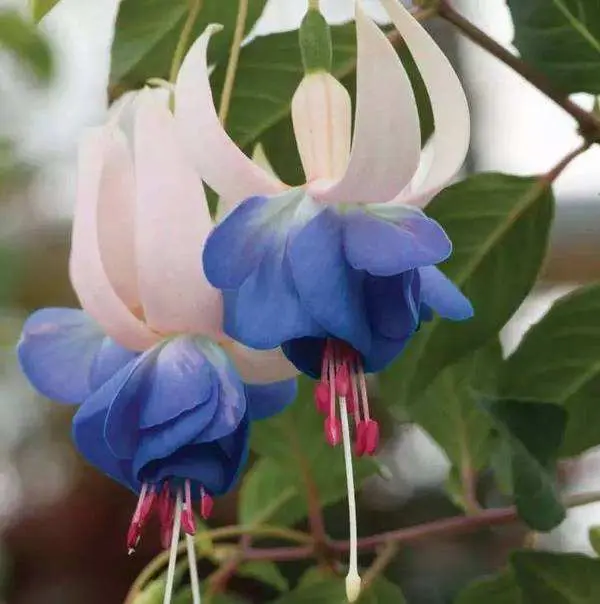 🧚🏼Fuchsia Flowers Seeds-Dancing Elf🪴Bonsai