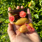 Finger Lime Seeds-Citrus Australasica
