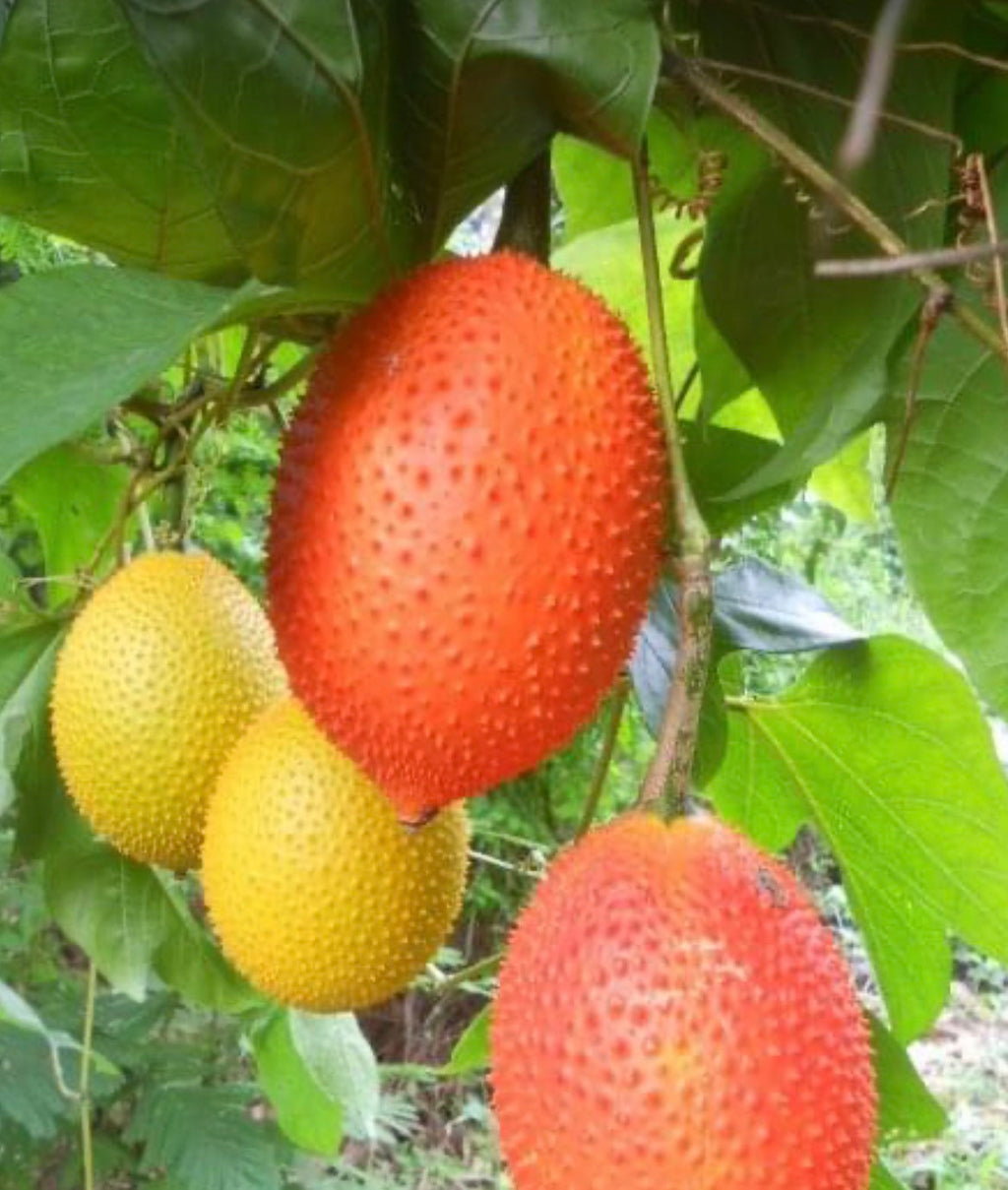 Gac fruit seeds, Gac Melon Vine Momordica Cochinchinensis seeds