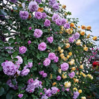 [3 days germination]🔥Last Day 49% OFF🌺Climbing Rose Seeds