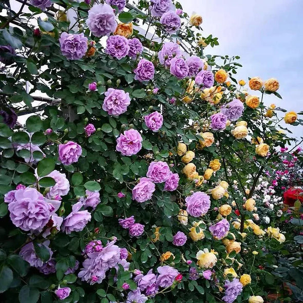 [3 days germination]🔥Last Day 49% OFF🌺Climbing Rose Seeds