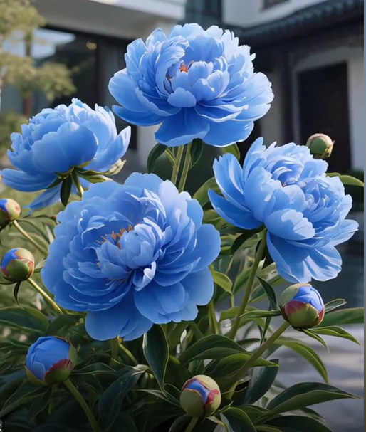 White Peony Seeds – Symbol of luck and wealth