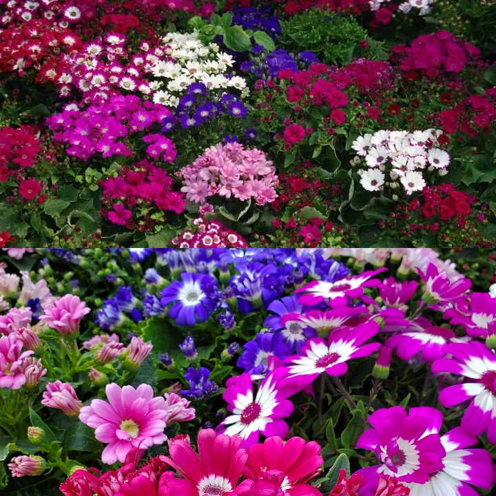 Cineraria Mix Flower Seeds-Over 10 Colors