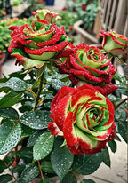 Scottish Red and Green Rose Seeds