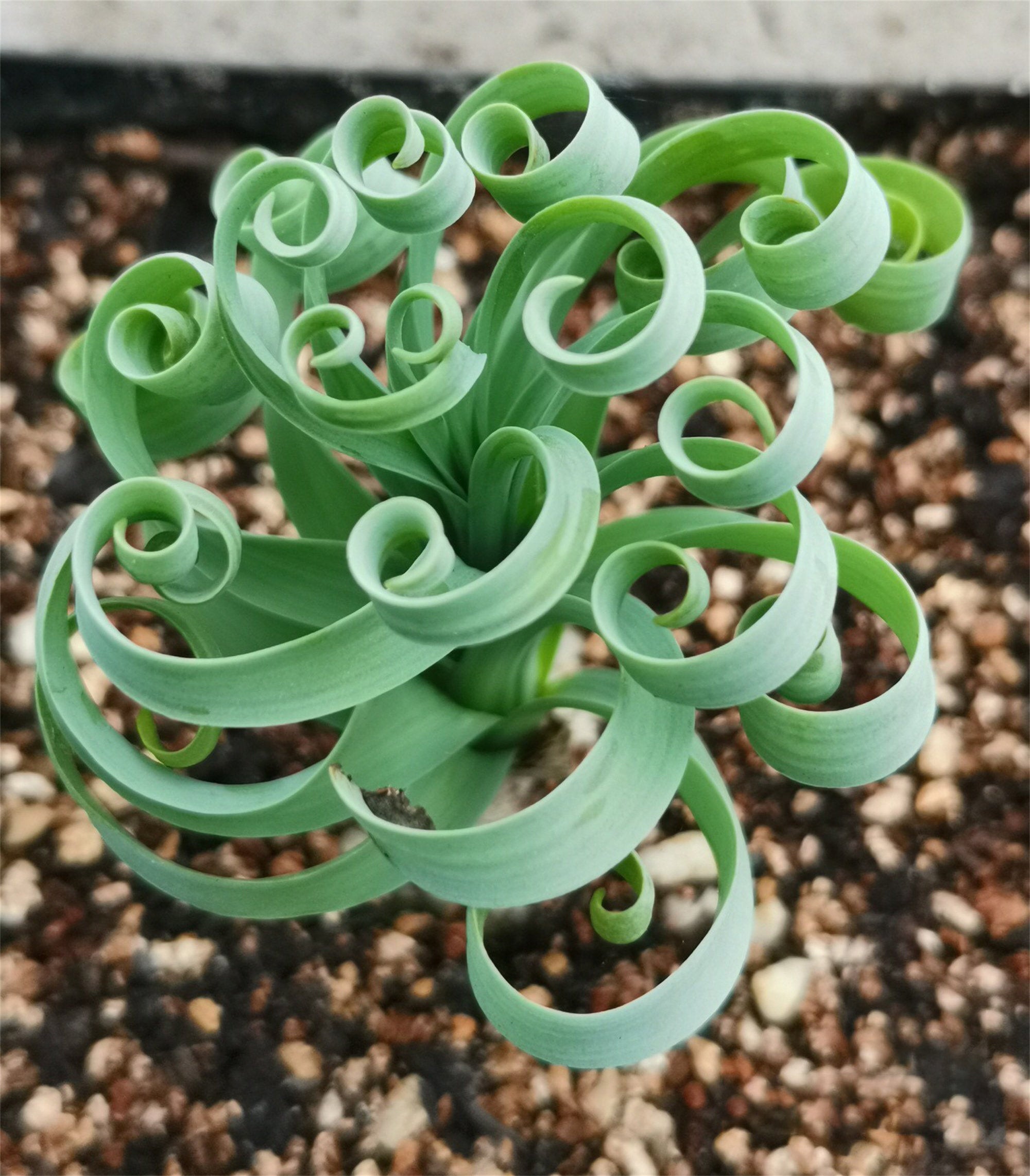 Rare Spring Grass Spiral Succulents