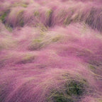 100Pcs Muhlenbergia Capillaris