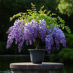 🇺🇸 Celebrate America’s 250th with Red, White & Blue Wisteria Seeds 🌸