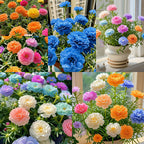 🌼Muti-color Moss Rose-Double Petal Sunflower
