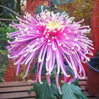 Mixed Spider Mums Flower Seeds-Over 20 Colors