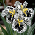 💐Zebra Stripes Iris (Iris Germanica) – A Bold, Striped Beauty