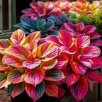 🌈🔥 Limited Edition Rainbow Flame Hostas -Rare Multicolor Foliage, Exclusive to Our Store 🌸