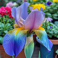 💐Colorful Iris (Iris Germanica)—Easy To Grow