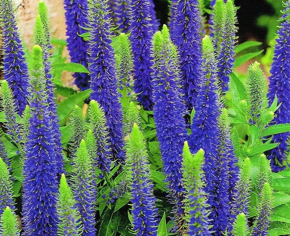 Spike Speedwell Intense Blue Flowers