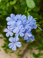 Blue Plumbago Flower Seeds - Blue Gem in the Garden