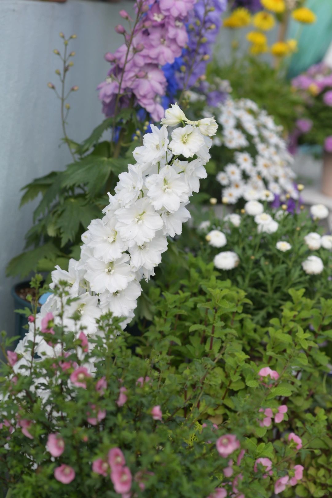 Delphinium Seeds-Mixed 7 Colors