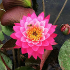 🌸[7 days germination]Last Day Sale - 50% OFF💐The Sacred Bonsai Bowl Lotus Flower