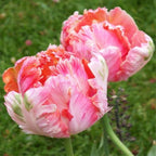 Apricot Parrot Tulip Seeds