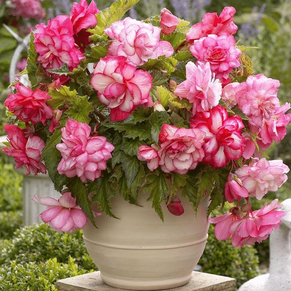 Yellow-Orange Begonia Flower Seeds