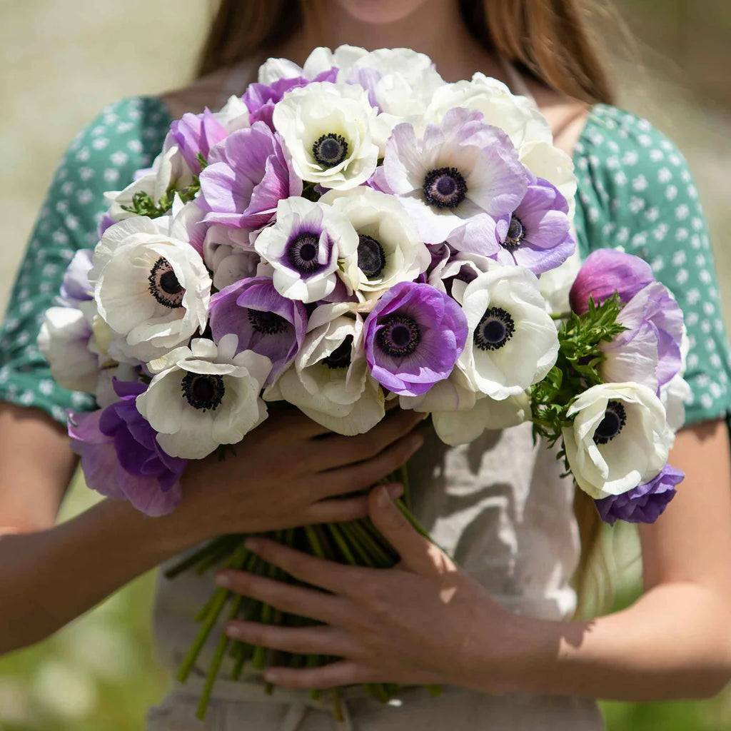 Pastel Violet Anemone Seeds