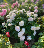 Mixed Color- Double Flower Impatiens Seeds - Mosquito and Snake Repellent Plants