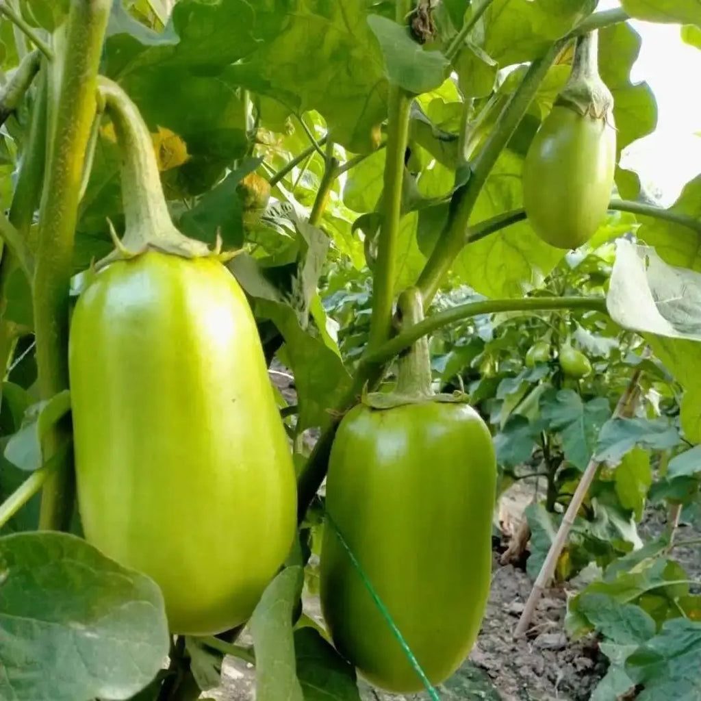 🍆 Nubia Eggplant Vegetable Seeds-Striped eggplant