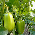 🍆 Green Can Eggplant Seeds - A Flavorful and Nutritious Garden Gem!