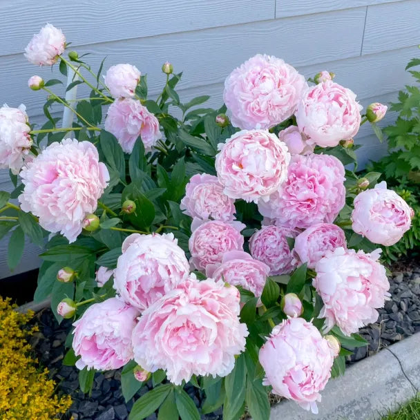 Silver light Peony Seeds – Symbol of luck and wealth