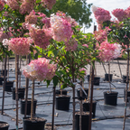 Strawberry Sundae Hydrangea