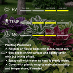 🎁2025 Special Offer🌿 Fire & Ice Rare Hosta Flower Seeds