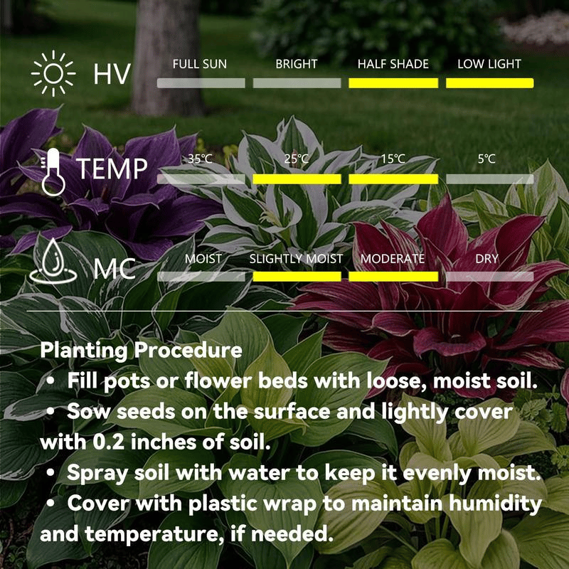 🎁2025 Special Offer🌿 Fire & Ice Rare Hosta Flower Seeds