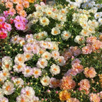 🌼Muti-color Moss Rose-Double Petal Sunflower