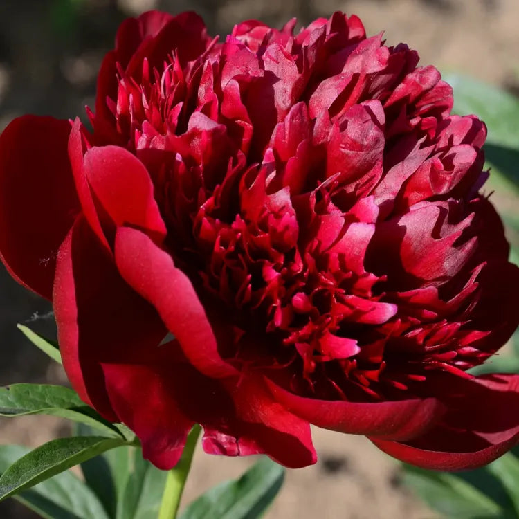 White Peony Seeds – Symbol of luck and wealth