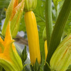 Banana Zucchini - Golden Zucchini🌿Can be planted in all seasons