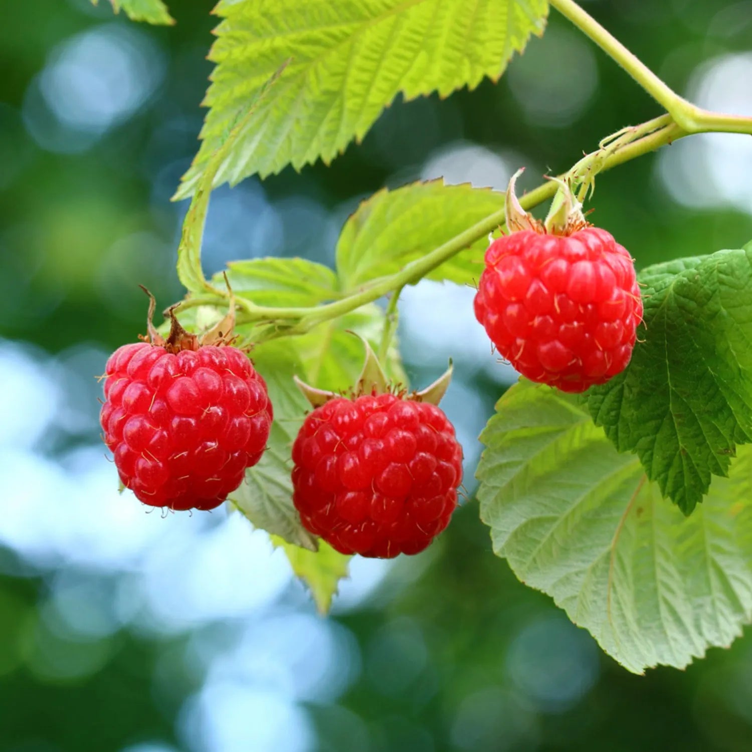 🍓Red Raspberry Seeds