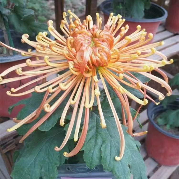 Beautiful Rare Golden Daisy🌻Easy