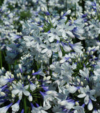 Agapanthus 'Twister' African Lily