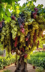 🌿Giant grape tree seeds: thin roots, large and seedless🍇
