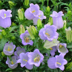 Chimes Flowers Seeds