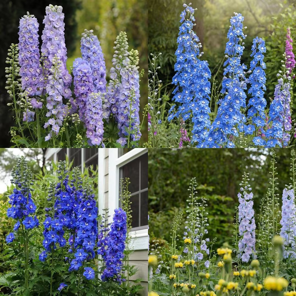 Delphinium Seeds-Mixed 7 Colors