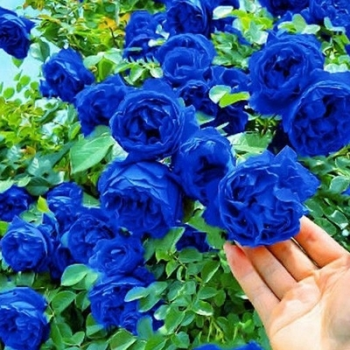 [3 days germination]🔥Last Day 49% OFF🌺Climbing Rose Seeds