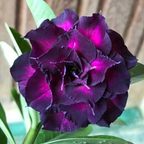 🎁Desert Rose Bulbs🌵Super easy care! 🌸 Adenium Obesum Bulbs