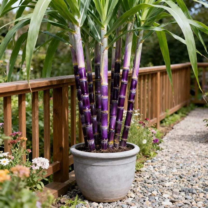 🌿🍬 Sugar Cane Seeds – Sweeten Your Garden & Life with Low-Maintenance, High-Sucrose Hybrid! 🌱