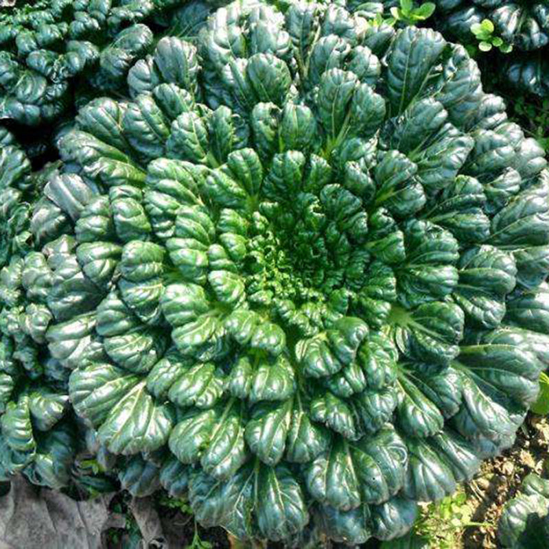 🥬Brassica Narinosa Seeds 🥬