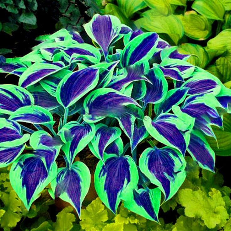 🌈RARE MULTI-COLORED HOSTAS SEEDS